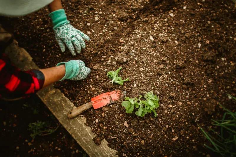 Cómo preparar tu jardín para la primavera en la Serranía