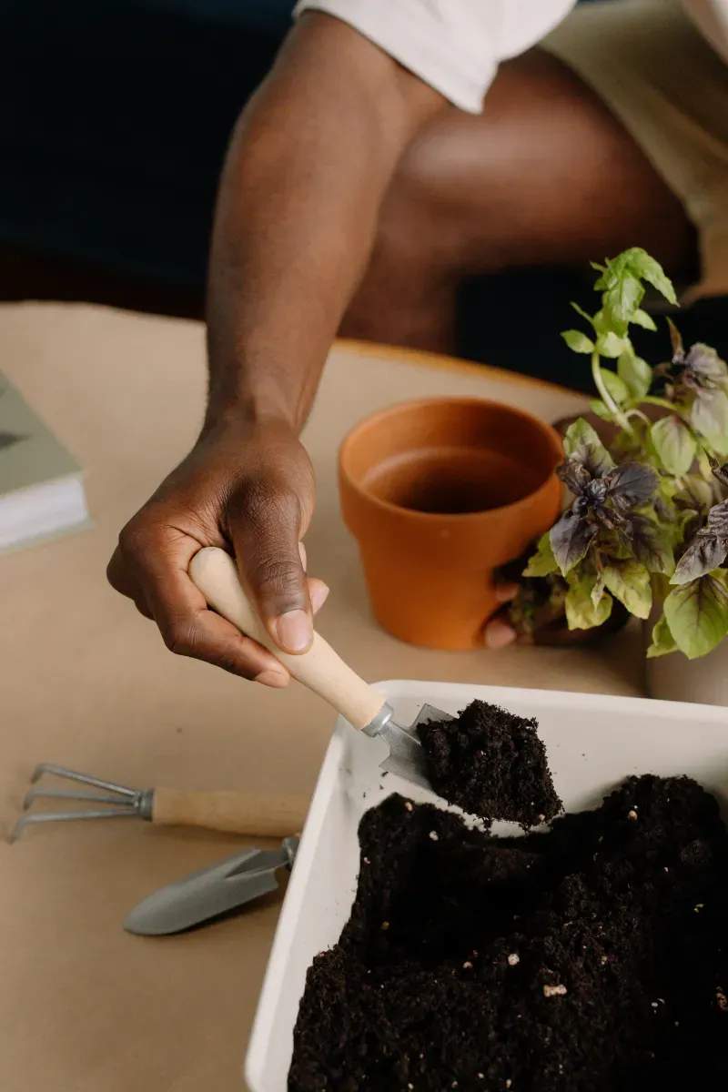 Plantas resistentes para jardines con poco mantenimiento