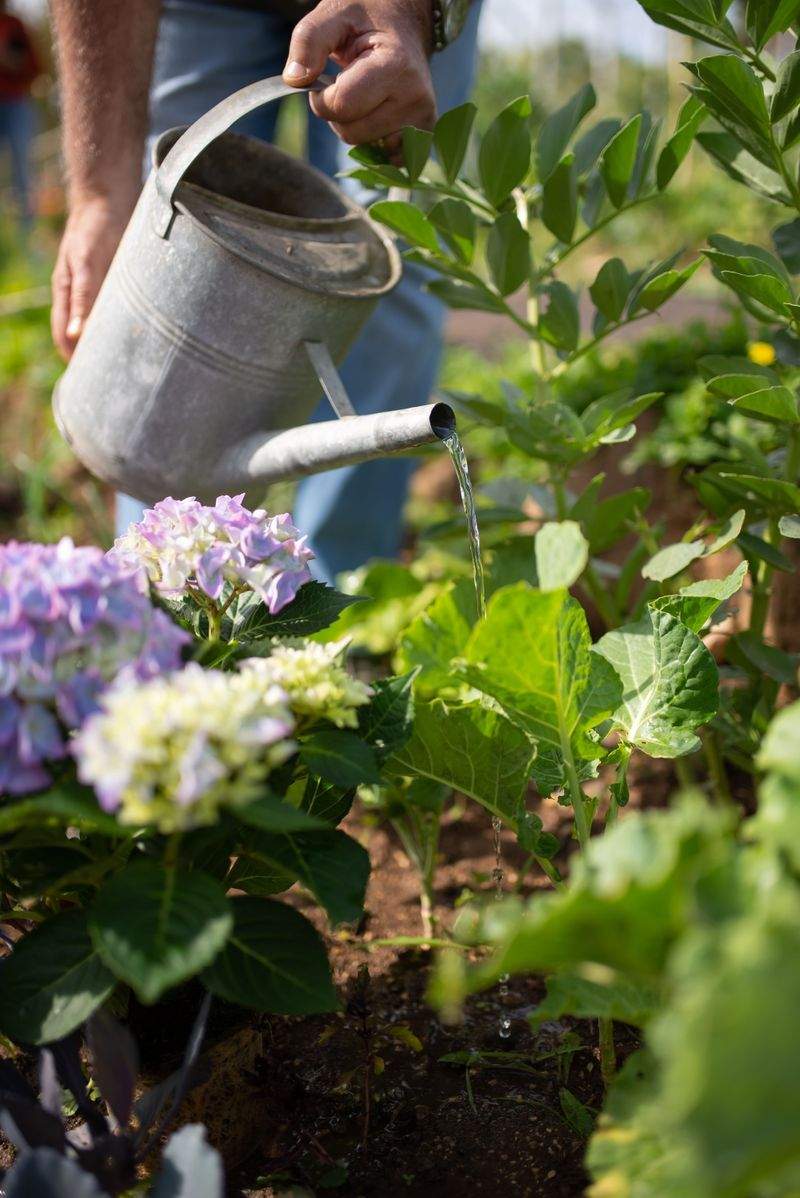 Plantación de césped, flores y especies ornamentales